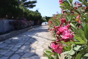 2026-07-08 - Tinos, Greece - IMG_1024.webp